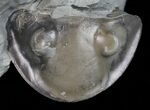 Cute Little, Enrolled Isotelus Trilobite - Ohio #57859-3